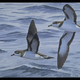 Illustration for article titled Ten extinct animals that have been rediscovered